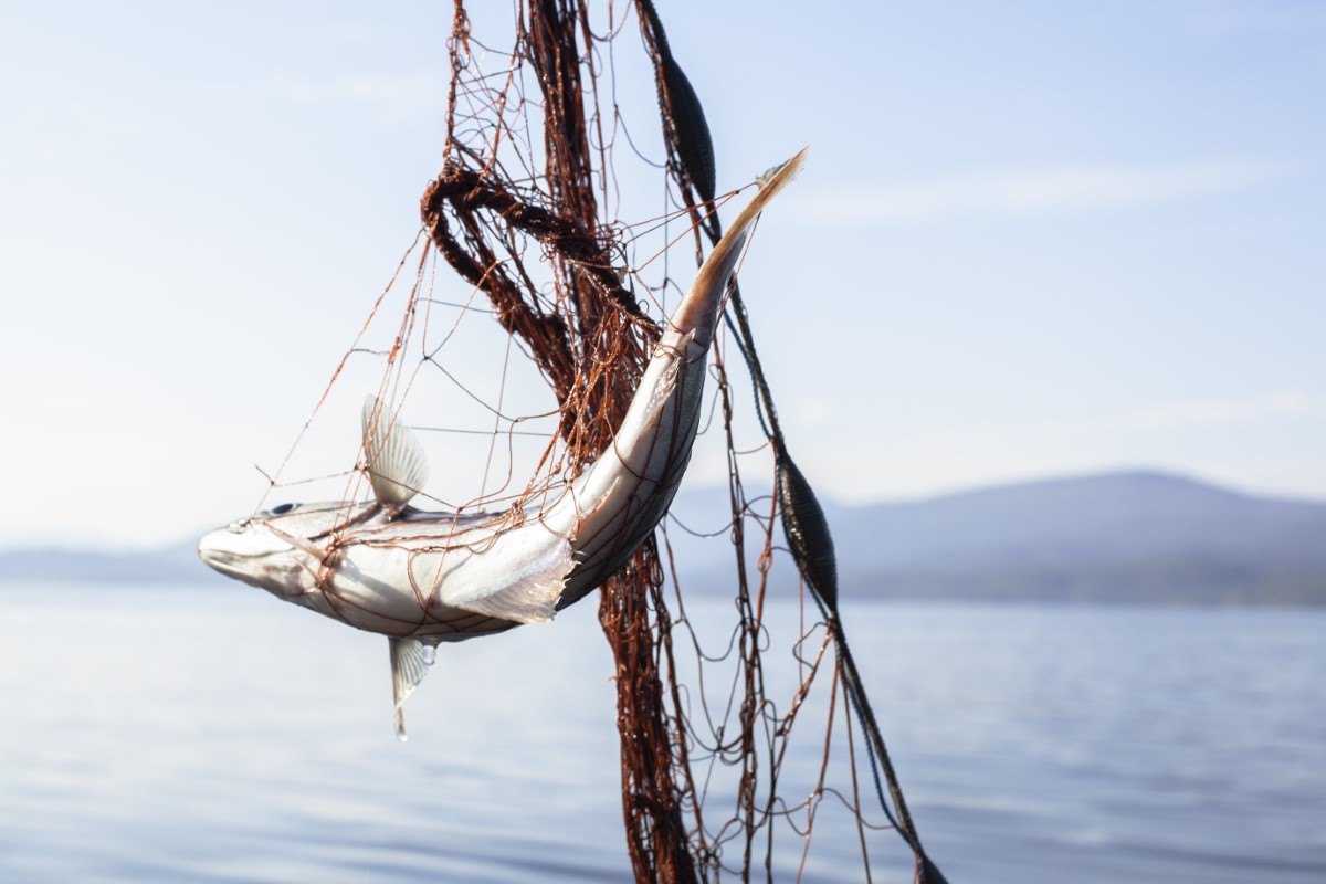 pêche des plus grands spécimens marins